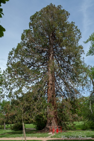 Parc Saint-Jean : l'impressionnant sequoia saint-jean_parc_arbre.jpg