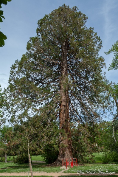 saint-jean_parc_arbre.jpg