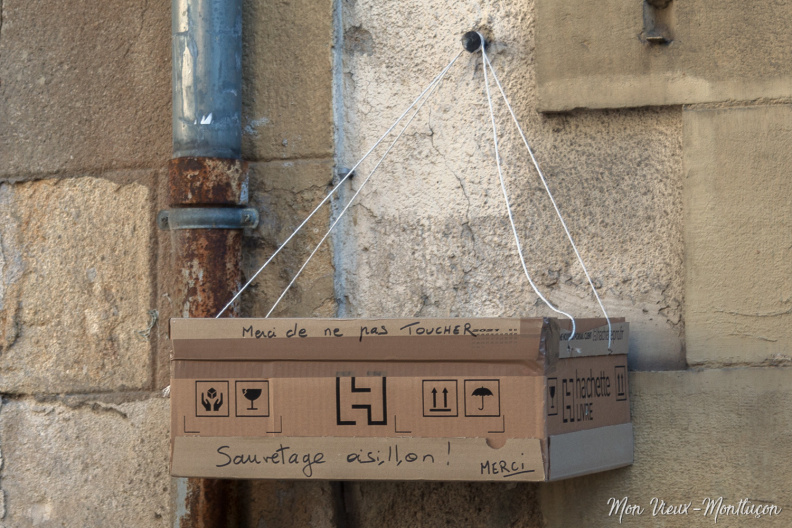 Un nid improvisé pour tenter de sauver les oisillons oisillons-carton.jpg