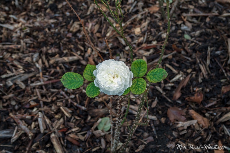 0202_jardin-wilson_rose-blanche_06-11-20.jpg