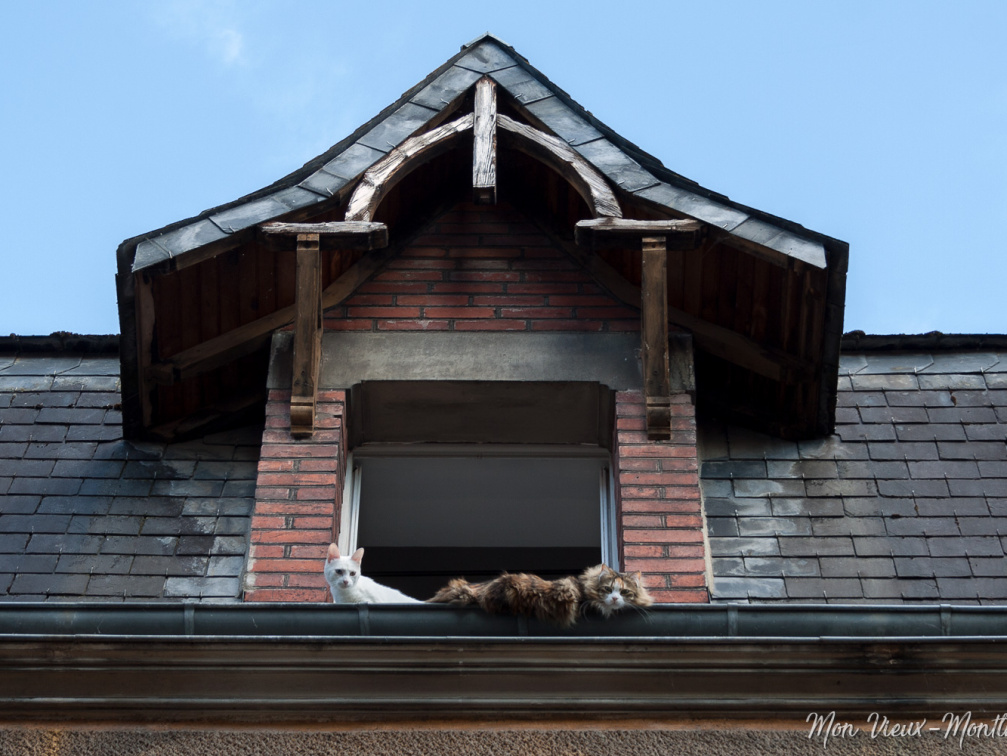 Chats de... gouttière