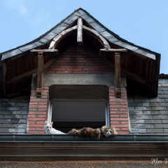 Chats de... gouttière