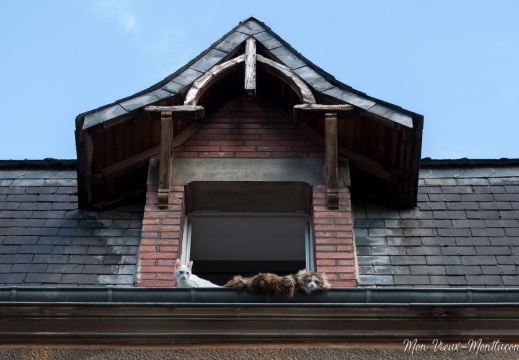 Chats de... gouttière