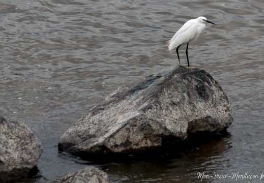 Aigrette