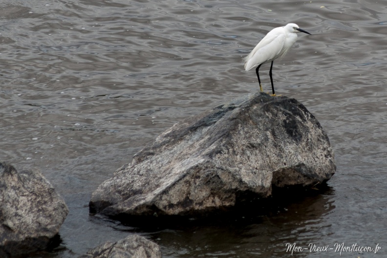 Presque dans le Vieux Montluçon : aigrette garzette vue du pont Saint-Jacques 0264_heron-petit-01.jpg
