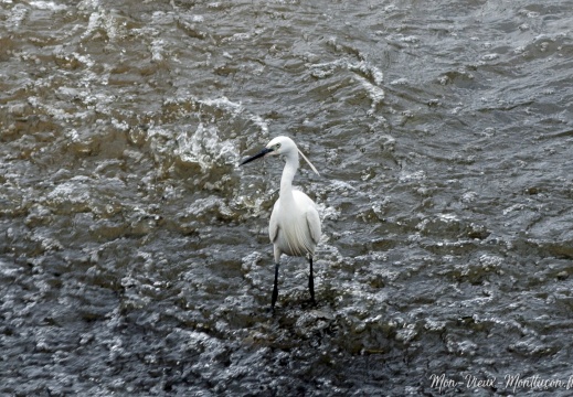 Aigrette