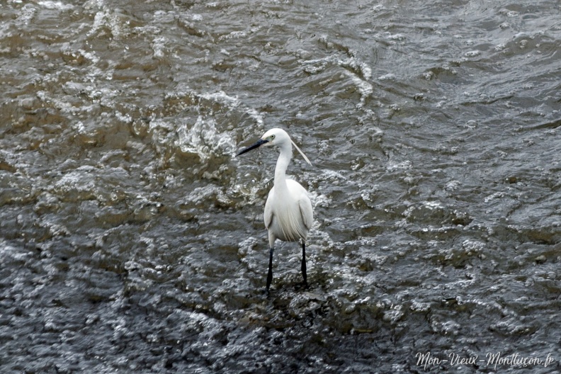 Presque dans le Vieux Montluçon : aigrette garzette vue du pont Saint-Jacques 0264_heron-petit-02.jpg