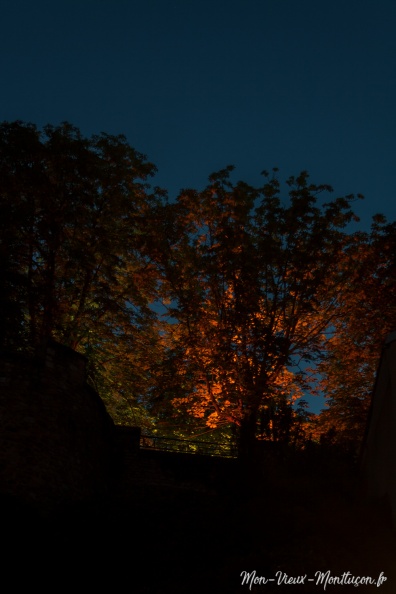 Esplanade du Vieux Château cet été : l'automne, ça se prépare ! vieux-chateau_esplanade-arbre_nuit.jpg