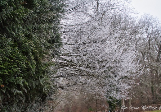 Coupe d'hiver