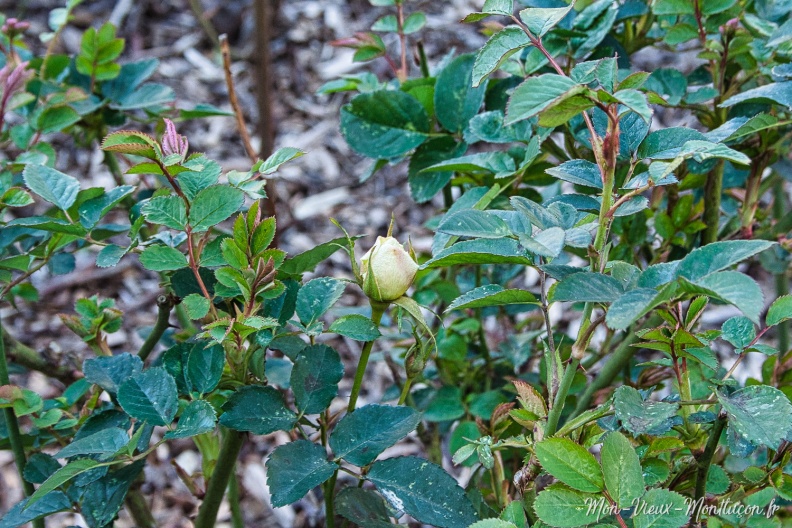 Jardin Wilson : premier bourgeon 0317_jardin-wilson_bourgeon.jpg