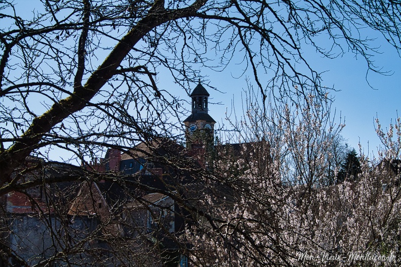 Jardin Wilson : le printemps s'impatiente 0317_jardin-wilson_tour-horloge.jpg