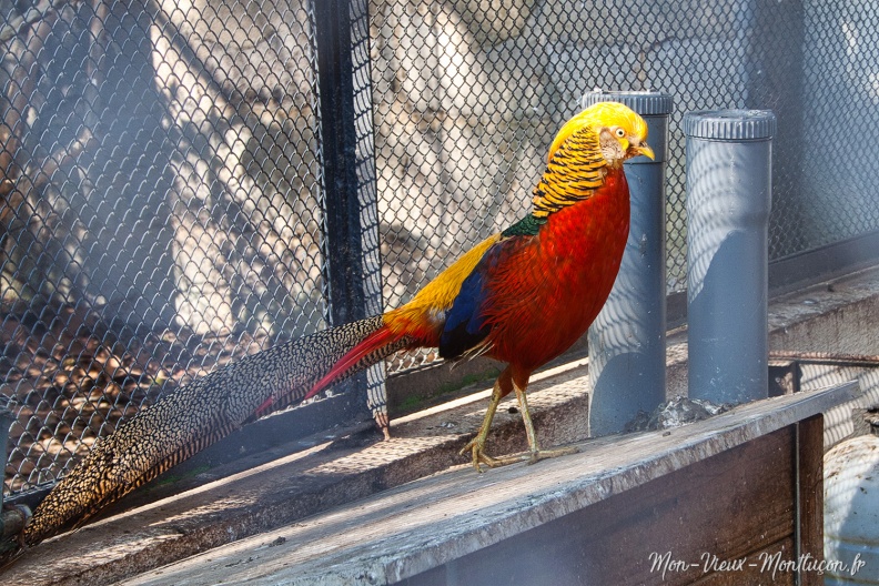Parc et château de La Louvière : un des habitants de la volière 0322_louviere_oiseau.jpg